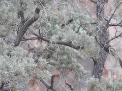 Pinus monophylla