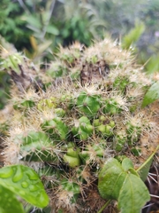 Cactaceae