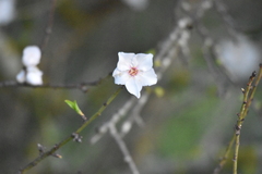 Prunus amygdalus