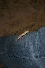 Tenuidactylus caspius caspius