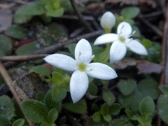 Houstonia procumbens