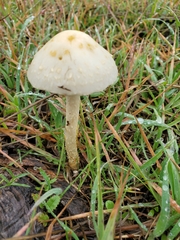 Agrocybe molesta