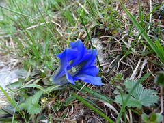 Gentiana clusii