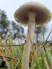 Agrocybe molesta
