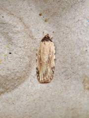 Agonopterix atrodorsella