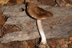 Pluteus hongoi