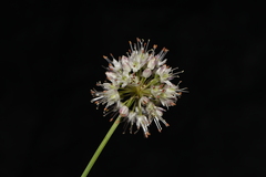 Allium ericetorum