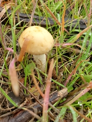 Agrocybe molesta