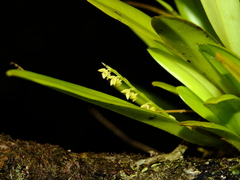 Stelis santiagoensis
