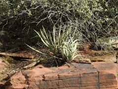 Yucca baccata