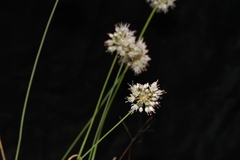 Allium ericetorum