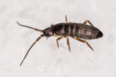 Tomoceridae