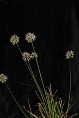 Allium ericetorum