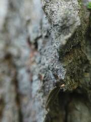 Mycocalicium subtile