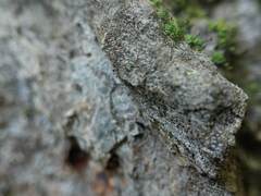 Mycocalicium subtile