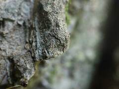 Mycocalicium subtile