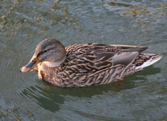 Anas platyrhynchos
