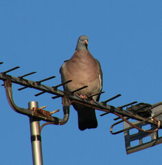 Columba palumbus