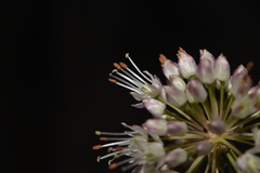 Allium ericetorum