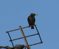 Sturnus vulgaris