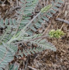 Astragalus trichopodus