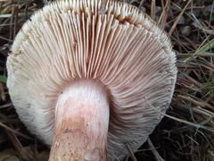 Tricholoma stans