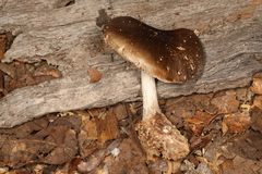 Pluteus hongoi