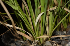 Allium ericetorum