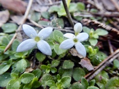 Houstonia procumbens