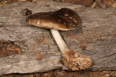 Pluteus hongoi