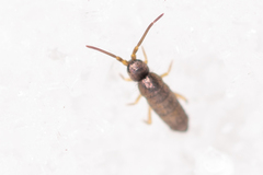 Tomoceridae