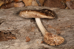 Pluteus hongoi