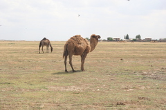 Camelus dromedarius