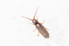Tomoceridae
