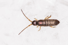Tomoceridae