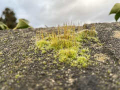 Tortula muralis muralis