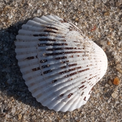 Lunarca ovalis