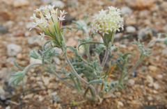 Chaenactis macrantha
