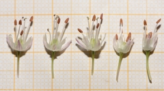 Allium ericetorum