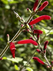 Salvia fulgens