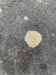 Protoblastenia rupestris