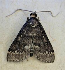 Proternia philocapna