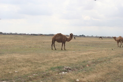 Camelus dromedarius