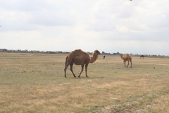 Camelus dromedarius