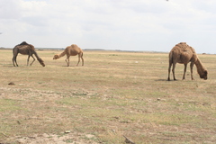 Camelus dromedarius