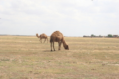 Camelus dromedarius
