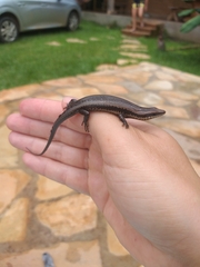 Scincidae