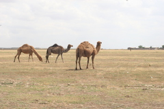 Camelus dromedarius
