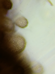 Symphytocarpus trechisporus