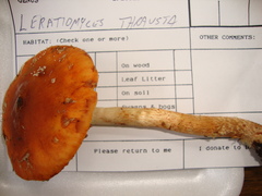 Leratiomyces squamosus thraustus